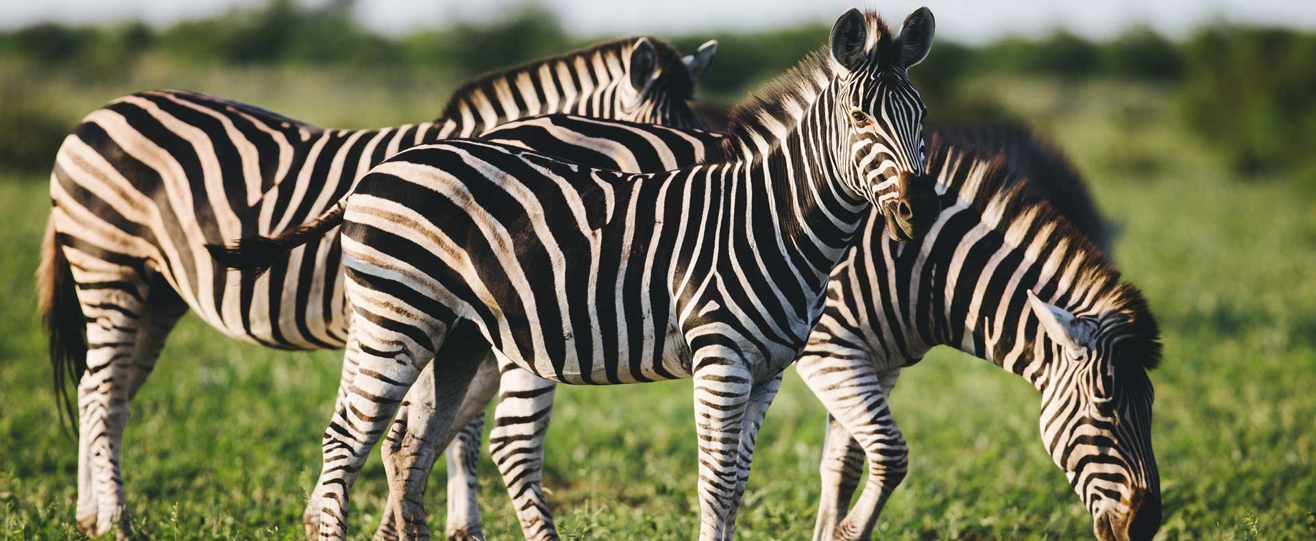 three-common-zebras-foraging-on-savanna-Z45GP7M.jpg